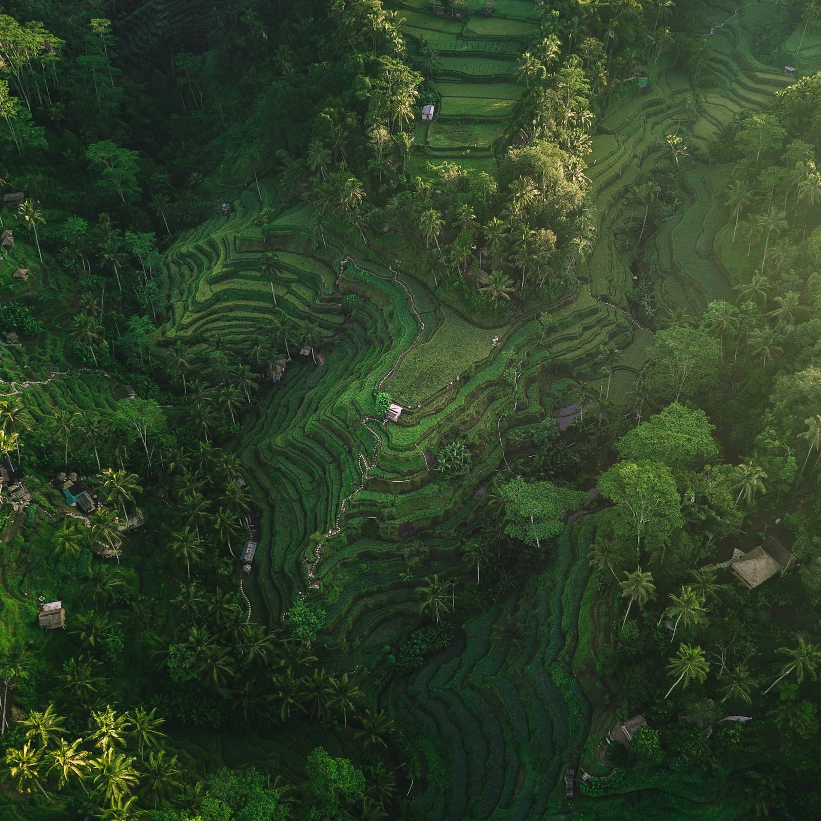 Aerial view of green rice terraces between trees