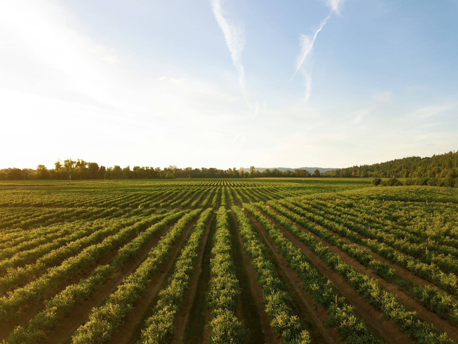 Rows of green crops stretching to the horizon at sunset