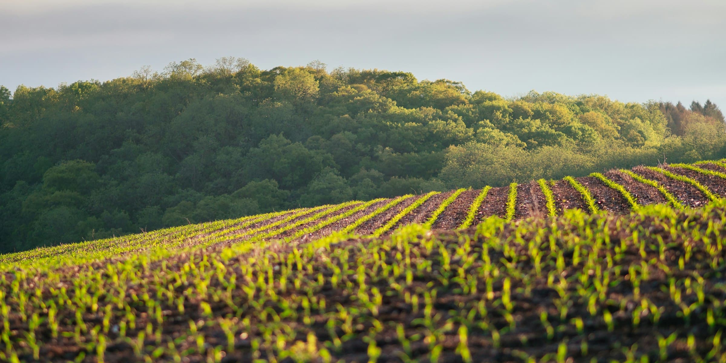 A planted field rolling towards wooded hills