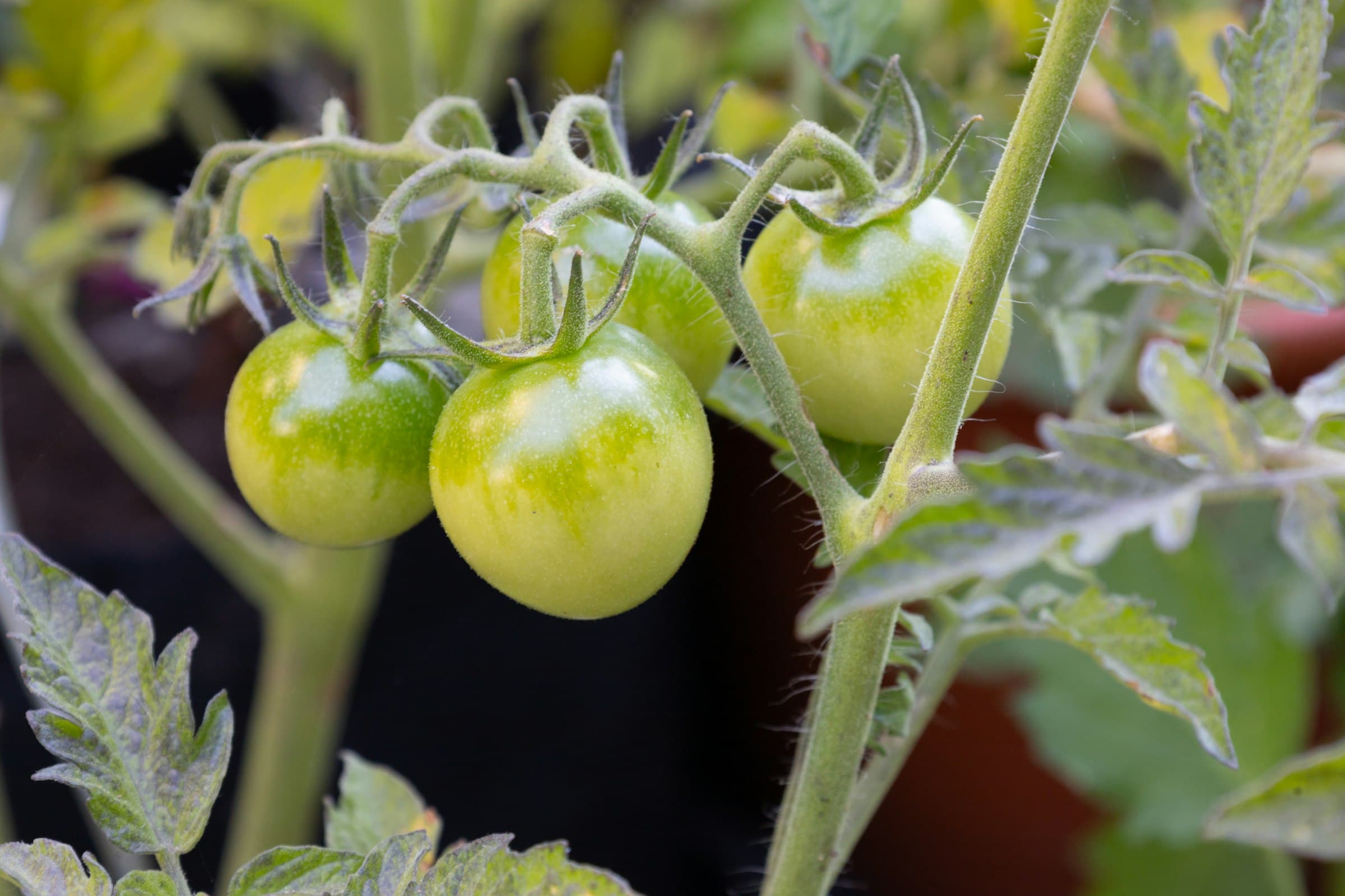 Unripe green tomatoes growing on the vine