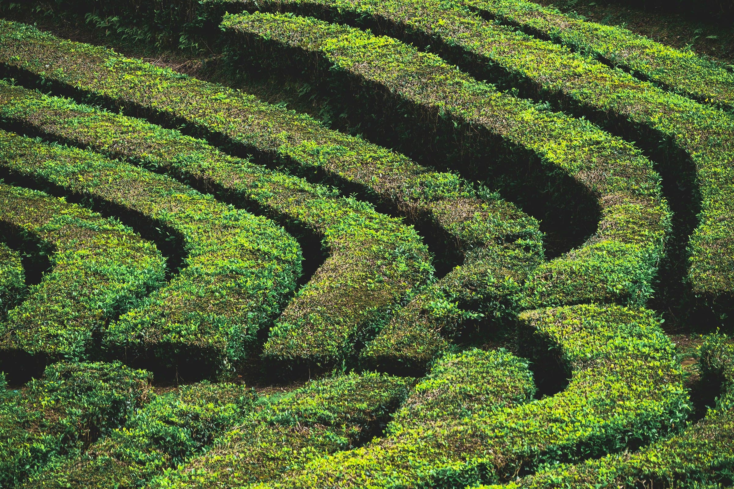 Curved rows of green tea bushes across a rolling hillside