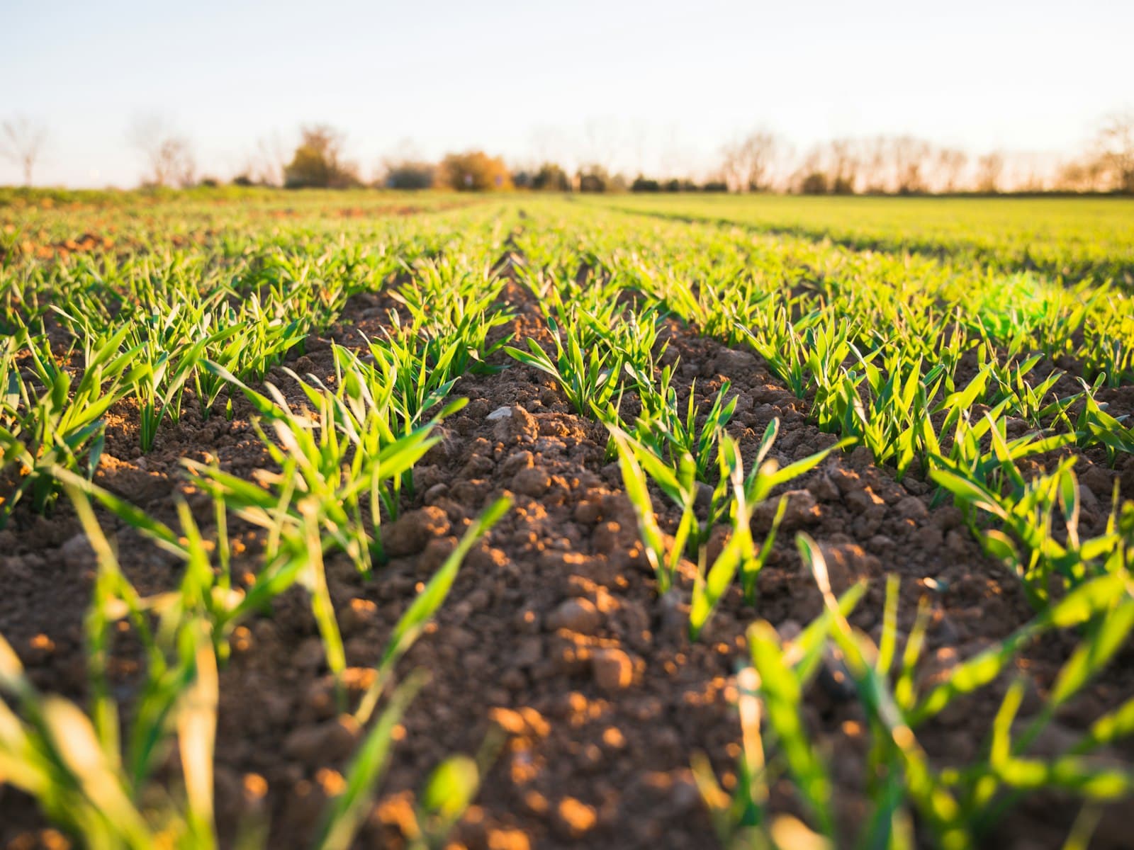 Young wheat sprouts in rows under low golden light